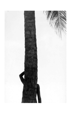 Elliott Erwitt, Palm Tree in Silhouette