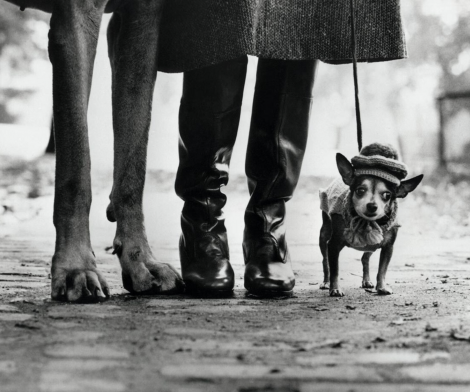 Elliott Eriwtt, Untitled (Dog Legs, New York City), 1974 Elliott Eriwtt, Untitled (Dog Legs, New York City), 1974