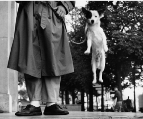 Elliott Erwitt, Paris, France, Dog Jumping, 1989 Elliott Erwitt, Paris, France, Dog Jumping, 1989