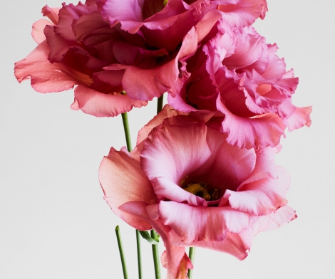 Rankin, Embrace 10, 2024