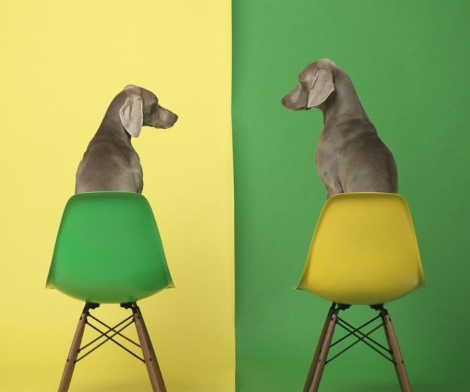 William Wegman, Yellow Two Green, 2015