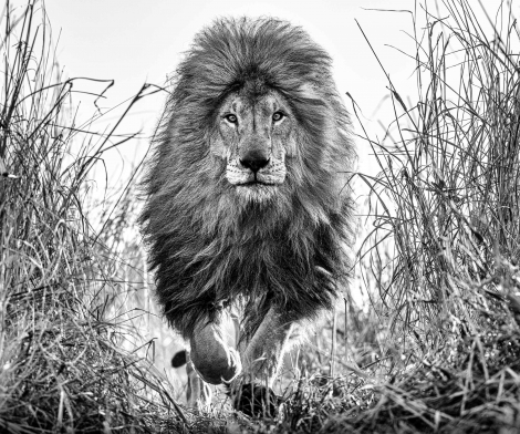 David Yarrow, Fully Engaged, 2022