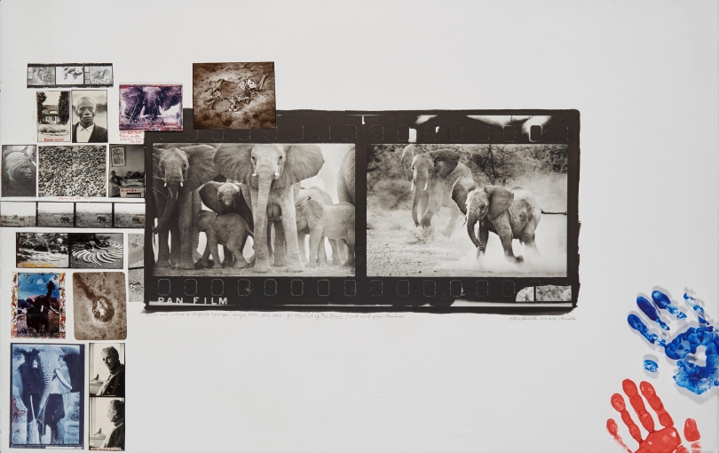 Peter Beard, Cows and Calves at Buffalo Springs, Kenya, June, 1960 Peter Beard, Cows and Calves at Buffalo Springs, Kenya, June, 1960