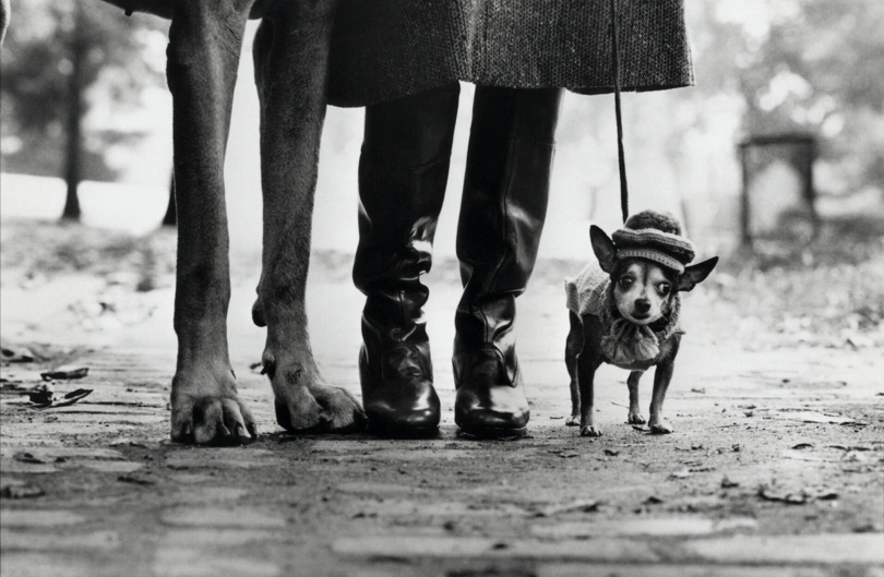 Elliott Eriwtt, Untitled (Dog Legs, New York City), 1974 Elliott Eriwtt, Untitled (Dog Legs, New York City), 1974
