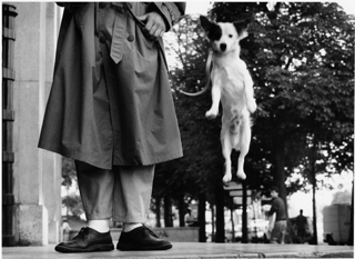Elliott Erwitt, Paris, France, Dog Jumping, 1989 Elliott Erwitt, Paris, France, Dog Jumping, 1989
