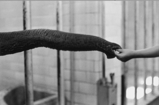 Elliott Erwitt, Handfeeding Snuffle Elliott Erwitt, Handfeeding Snuffle