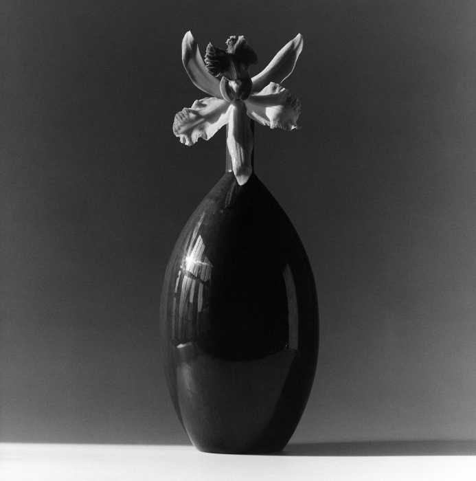 Robert Mapplethorpe, Flower, 1981 Robert Mapplethorpe, Flower, 1981