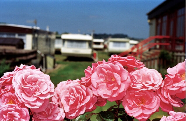 Martin Parr, Flowers West Bay, England, 1999 Martin Parr, Flowers West Bay, England, 1999