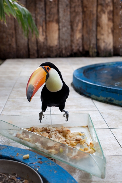 Wolfgang Tillmans, Tucan Wolfgang Tillmans, Tucan