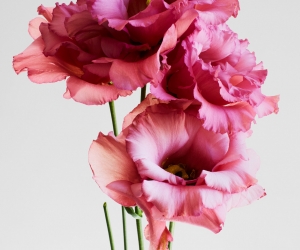 Rankin, Embrace 10, 2024