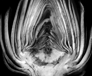 Edward Weston, Artichoke Halved Edward Weston, Artichoke Halved